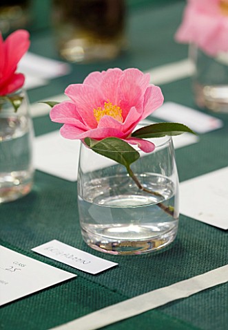 CLOSE_UP_OF_CAMELLIA_DEBBIE_AT_THE_RHS_CAMELLIA_SHOW_IN_VINCENT_SQUARE__LONDON