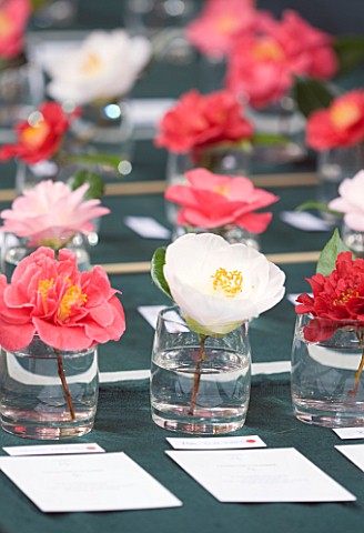 CLOSE_UP_OF_CAMELLIAS_AT_THE_RHS_CAMELLIA_SHOW_IN_VINCENT_SQUARE__LONDON