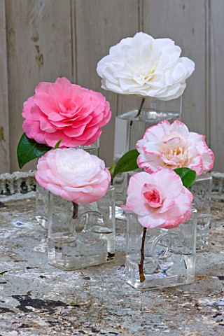 CAMELLIAS_IN_GLASS_VASES__CAMELLIA_TAMMIA__WATER_LILY__DESIRE__MARGARET_DAVIS_AND_NUCCIOS_GEM___STYL