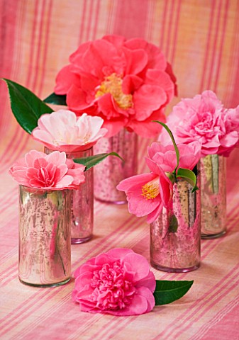 CAMELLIAS_IN_JARS__BACK_TO_FRONT__CAMELLIA_FRANCIE__DEBBIE_ON_CLOTH_ALSO__ST_EWE__MME_LE_BOIS__ANN_S