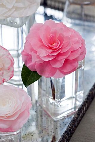 CAMELLIAS_IN_GLASS_VASES__CAMELLIA_DESIRE___STYLING_BY_JACKY_HOBBS