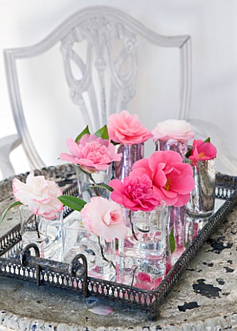 CAMELLIAS_IN_A_MIRRORED_TRAY___STYLING_BY_JACKY_HOBBS__CAMELLIA_WATERLILY__DESIRE__ST_EWE__BALLET_QU