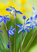 CLOSE UP OF BLUE FLOWERS OF SCILLA SIBERICA ( SIBERIAN SQUILL) AGM  BULB