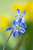 CLOSE UP OF BLUE FLOWERS OF SCILLA SIBERICA ( SIBERIAN SQUILL) AGM  BULB