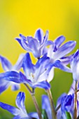 CLOSE UP OF BLUE FLOWERS OF CHIONODOXA LUCILIAE ( GLORY OF THE SNOW)   BULB