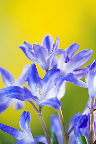 CLOSE_UP_OF_BLUE_FLOWERS_OF_CHIONODOXA_LUCILIAE__GLORY_OF_THE_SNOW___BULB
