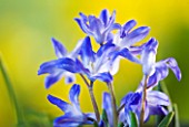 CLOSE UP OF BLUE FLOWERS OF CHIONODOXA LUCILIAE ( GLORY OF THE SNOW)   BULB