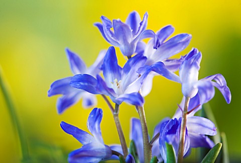 CLOSE_UP_OF_BLUE_FLOWERS_OF_CHIONODOXA_LUCILIAE__GLORY_OF_THE_SNOW___BULB