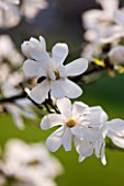 RHS GARDEN  WISLEY  SURREY - WHITE FLOWERS OF MAGNOLIA X LOEBNERI MERRILL  - AGM