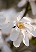 RHS GARDEN  WISLEY  SURREY - WHITE FLOWER OF MAGNOLIA X LOEBNERI MERRILL  - AGM