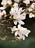 RHS GARDEN  WISLEY  SURREY - WHITE FLOWERS OF MAGNOLIA X LOEBNERI MERRILL - AGM