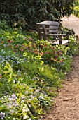 RHS GARDEN  WISLEY  SURREY : SHADE PLANTING OF HELLEBORES AND SCILLAS BESIDE A PATH WITH WOODEN BENCH