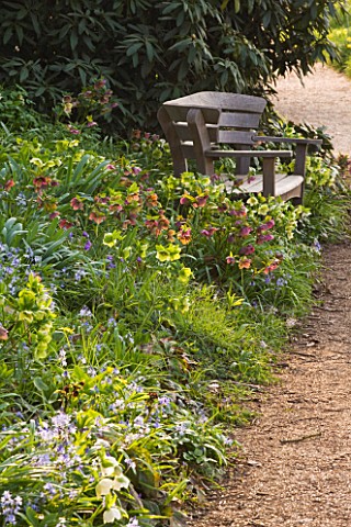 RHS_GARDEN__WISLEY__SURREY__SHADE_PLANTING_OF_HELLEBORES_AND_SCILLAS_BESIDE_A_PATH_WITH_WOODEN_BENCH
