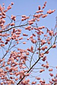 RHS GARDEN  WISLEY  SURREY: PINK FLOWERS OF PRUNUS ACCOLADE
