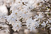RHS GARDEN  WISLEY  SURREY - WHITE FLOWERS OF MAGNOLIA X LOEBNERI BALLERINA