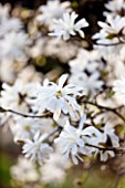 RHS GARDEN  WISLEY  SURREY - WHITE FLOWERS OF MAGNOLIA X LOEBNERI BALLERINA