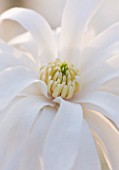 RHS GARDEN  WISLEY  SURREY - WHITE FLOWER OF MAGNOLIA X LOEBNERI BALLERINA