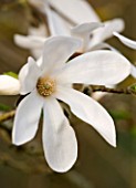 RHS GARDEN  WISLEY  SURREY - WHITE FLOWERS OF MAGNOLIA X LOEBNERI MERRILL