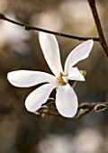 RHS GARDEN  WISLEY  SURREY - WHITE FLOWERS OF MAGNOLIA X LOEBNERI MERRILL
