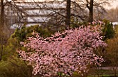 RHS GARDEN  WISLEY  SURREY - PRUNUS ACCOLADE IN FULL FLOWER IN MARCH WITH THE GLASSHOUSE BEHIND
