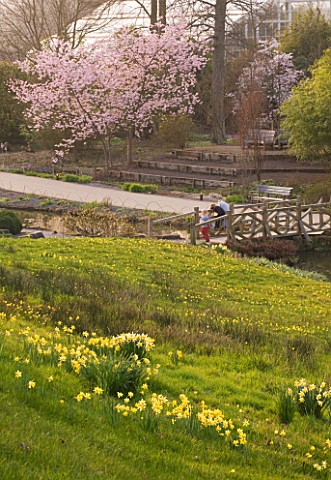 RHS_GARDEN__WISLEY__SURREY__THE_ALPINE_MEADOW_WITH_DAFFODILS_AND_NARCISSUS_BULBOCODIUM_WITH_PRUNUS_A