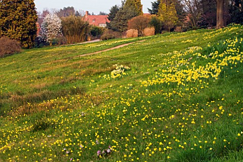 RHS_GARDEN__WISLEY__SURREY_THE_ALPINE_MEADOW_WITH_DAFFODILS_AND_NARCISSUS_BULBOCODIUM_WITH_HOUSE_BEH