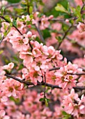 RHS GARDEN  WISLEY  SURREY - PINK FLOWERS OF THE QUINCE - CHAENOMELES X SUPERBA CORAL SEA