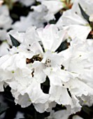 CLOSE UP OF THE WHITE FLOWERS OF RHODODENDRON SESTERIANUM