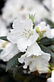 CLOSE UP OF THE WHITE FLOWERS OF RHODODENDRON SESTERIANUM