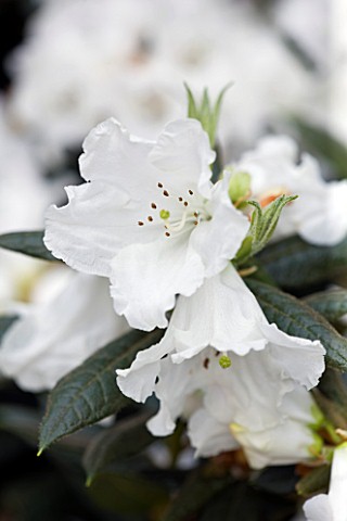 CLOSE_UP_OF_THE_WHITE_FLOWERS_OF_RHODODENDRON_SESTERIANUM