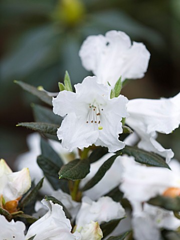 CLOSE_UP_OF_THE_WHITE_FLOWERS_OF_RHODODENDRON_SESTERIANUM