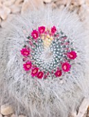 HOUSEPLANT PROJECT - CACTUS IN FLOWER - MAMMILLARIA HAHNIANA
