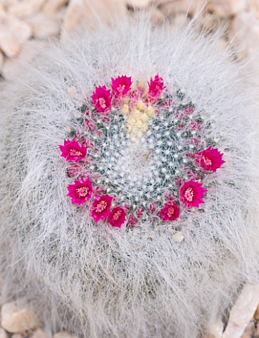HOUSEPLANT_PROJECT__CACTUS_IN_FLOWER__MAMMILLARIA_HAHNIANA