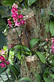 HOUSEPLANT PROJECT - ORCHIDS GROWING IN CONTAINERS ON A TREE TRUNK