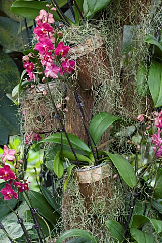 HOUSEPLANT_PROJECT__ORCHIDS_GROWING_IN_CONTAINERS_ON_A_TREE_TRUNK
