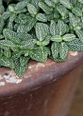 HOUSEPLANT PROJECT - VARIEGATED LEAVES OF FITTONIA ALBIVENIS (ARGYRONEVRA GROUP) WHITE DWARF