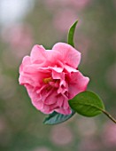 RHS GARDEN   WISLEY  SURREY:  PINK FLOWERS OF CAMELLIA LEONARD MESSEL