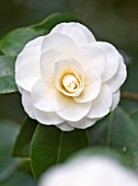 RHS GARDEN   WISLEY  SURREY: WHITE FLOWER OF CAMELLIA  JAPONICA IMBRICATA  ALBA
