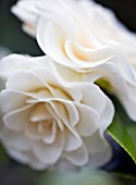RHS GARDEN   WISLEY  SURREY: WHITE FLOWER OF CAMELLIA  JAPONICA IMBRICATA  ALBA