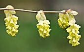 RHS GARDEN   WISLEY  SURREY: FLOWER OF CORYLOPSIS SINENSIS VAR CALVESCENS - THE FRAGRANT WINTER HAZEL