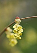 RHS GARDEN   WISLEY  SURREY: FLOWER OF CORYLOPSIS SINENSIS VAR CALVESCENS - THE FRAGRANT WINTER HAZEL