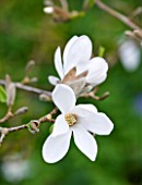 RHS GARDEN   WISLEY  SURREY: WHITE FLOWERS OF MAGNOLIA X LOEBNERI SNOWDRIFT