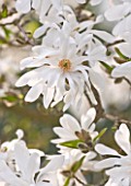 RHS GARDEN   WISLEY  SURREY: WHITE FLOWERS OF MAGNOLIA X LOEBNERI BALLERINA