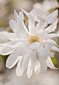 RHS GARDEN   WISLEY  SURREY: WHITE FLOWERS OF MAGNOLIA X LOEBNERI BALLERINA