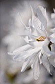 RHS GARDEN   WISLEY  SURREY: WHITE FLOWER OF MAGNOLIA X LOEBNERI BALLERINA