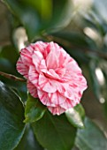 RHS GARDEN   WISLEY  SURREY: PINK VARIEGATED FLOWER OF CAMELLIA JAPONICA COMTE DE GOMER