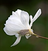 RHS GARDEN   WISLEY  SURREY: WHITE FLOWER OF MAGNOLIA X LOEBNERI WILDCAT