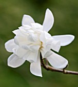 RHS GARDEN   WISLEY  SURREY: WHITE FLOWER OF MAGNOLIA X LOEBNERI WILDCAT