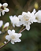 RHS GARDEN   WISLEY  SURREY: WHITE FLOWERS OF MAGNOLIA X LOEBNERI WILDCAT
