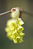 RHS GARDEN   WISLEY  SURREY: YELLOW FLOWERS OF CORYLOPSIS SINENSIS VAR SINENSIS   AGM  CHINESE WINTER HAZEL